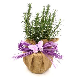 scented aromatic rosemary plant by giftaplant