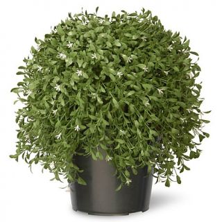 Artificial 18" Argentea Plant in Green Growers Pot