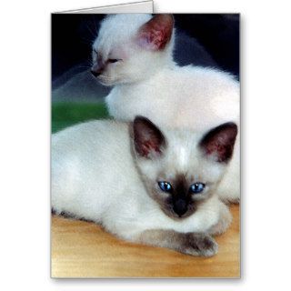 Siamese Kittens Card