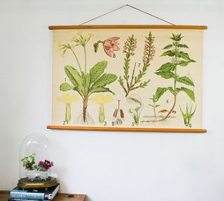 vintage school chart 'primula' by bonnie and bell