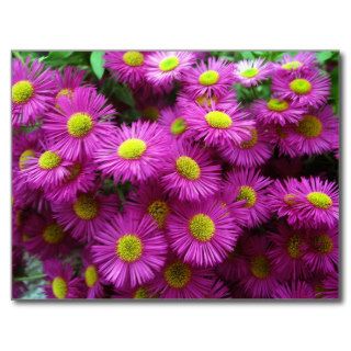 Fuschia Flowers in an English Garden Postcard