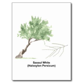 White Saxaul Tree ~ Haloxylon persicum Post Card