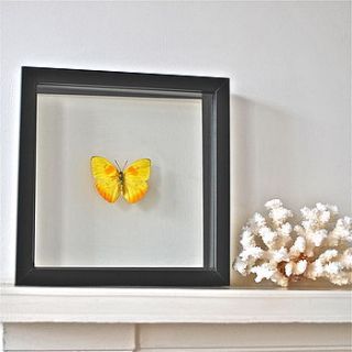 phoebis philea framed butterfly by ever so flo