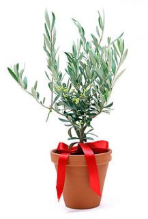 olive tree by trees direct