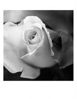 flowering rose, black and white print by paul cooklin