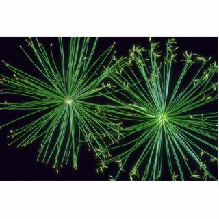 Plant Sedge Fireworks Photo Cutouts