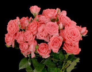 BARBADOS Hydraponic Spray Rose Soft Peachy Sonia Roses  Fresh Cut Format Rose Flowers  Grocery & Gourmet Food