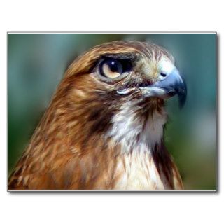 Redtail Hawk Postcard