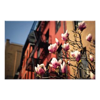 Magnolia Blossoms   New York City Photographic Print