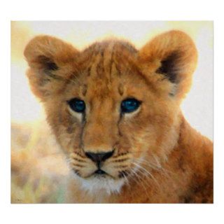 Baby Blue Eyes   Lion Cub Print