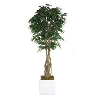 Laura Ashley 84 inch Tall Willow Ficus And Multiple Trunks In 14 inch Fiberstone Planter