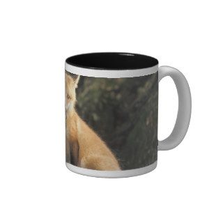 Red Fox pup in front of den Vulpes vulpes) Coffee Mug