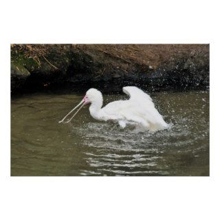 Spoonbill Print