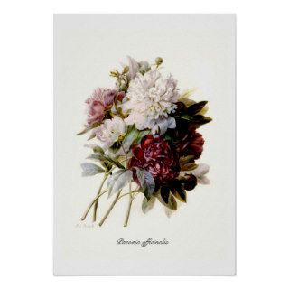 Paeonia officinalis posters