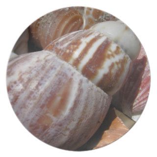 Outer Banks Seashells, North Carolina Plate