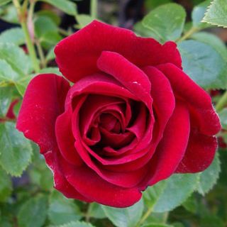 rose george best by giftaplant