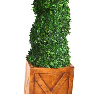 Laura Ashley Home Tall Preserved Spiral Boxwood Square Topiary in