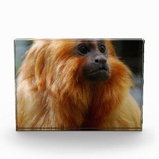 Golden Lion Tamarin Monkey Acrylic Award