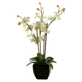 White Orchids in Black Ceramic Planter    24x22