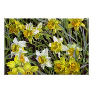 Daffodils Poster Print