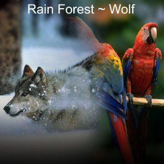 Nature Sounds Rain Forest   Wolf Soothing Relaxation CD No Music Added Music