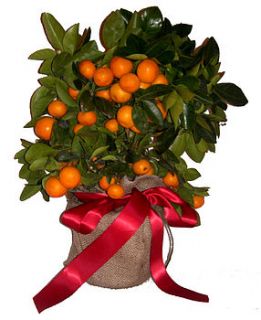 citrus orange by trees direct