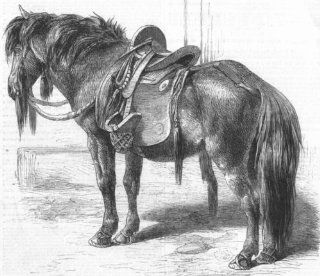 HORSES Japanese horse, antique print, 1861  