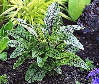 Edible Bloodwort/Sorrell   4 Plants   Rumex  Flowering Plants  Patio, Lawn & Garden