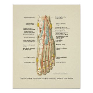 Foot & Ankle Internal Anatomy Poster