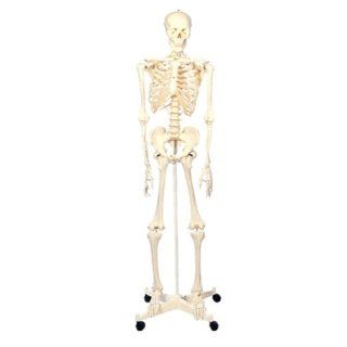 Large Plastic Skeleton with Stand, 5.5' Tall