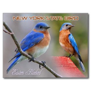 New York State Bird   Eastern Bluebird Postcard