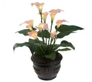 Bethlehem Lights Battery Op. Potted Calla Lily w/ Timer —