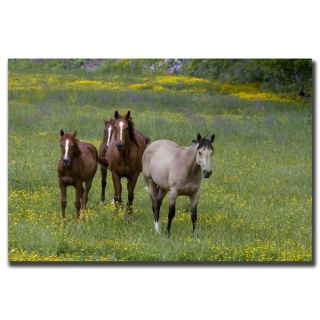 Trademark Fine Art Horses in a Field by Cary Hahn Painting Print on