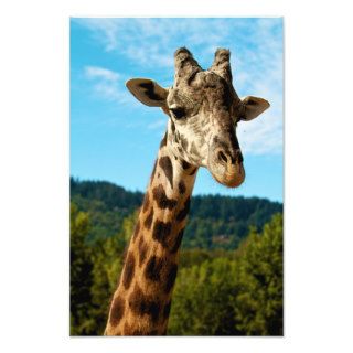 Giraffe Close Up Print Photo