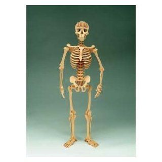 Safari Ltd Human Wooden Skeleton Kit