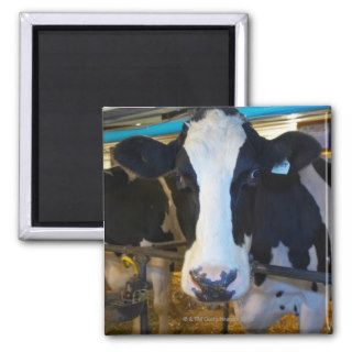 Cows in barn fridge magnet