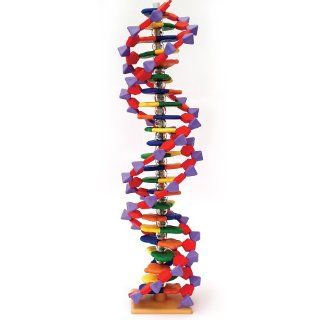 Molymod DNA Model Set