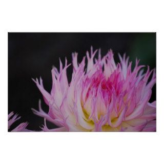 Dahlia Dazzle Print