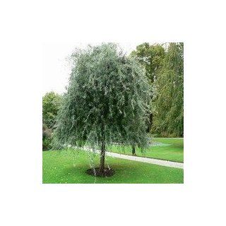 Pyrus salicifolia 'Pendula' Liter 7.5 120 150 cm Garten