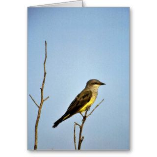 Western Kingbird Greeting Card