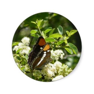 California Sister Butterfly Sticker