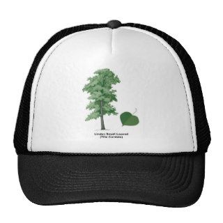 Lime Small Leaf / Linden Tree ~ Tilia cordata Hat