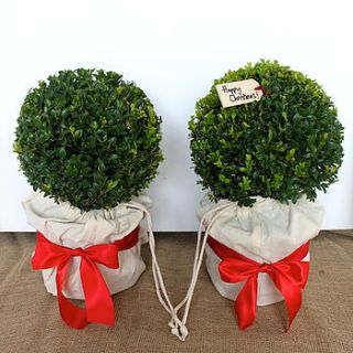 christmas wrapped topiary box balls by todd's botanics