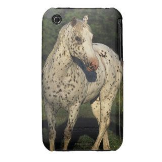 Appaloosa Horses iPhone 3 Covers