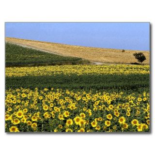 Sunflower fields, Tuscany, Italy Postcard