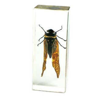 Cicada Paperweight (4.4x1.6x1.1") Toys & Games