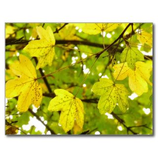 Yellow Field Maple Leaves Postcard