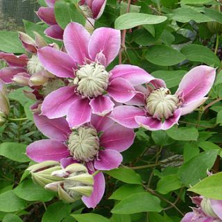 mothers day plant gift clematis joesphine by giftaplant