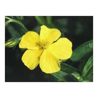 ROCK ROSE 'SINGLE YELLOW' / four inch Potted  Plants  Patio, Lawn & Garden