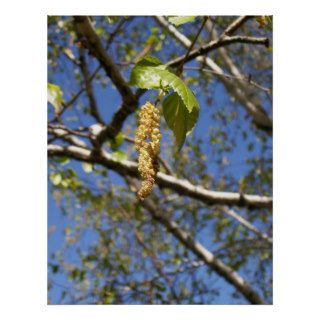 Birch Tree Seed Pods Poster